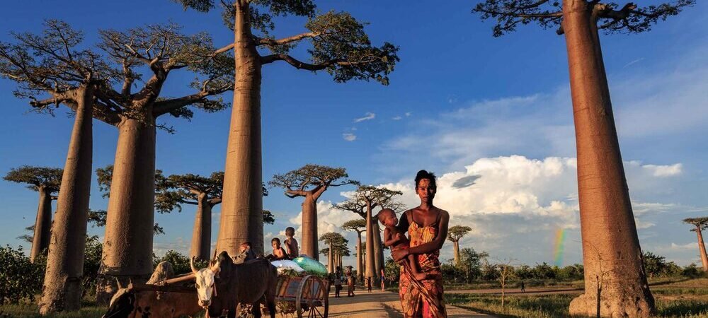 Parques Nacionais de Madagascar: Um Guia para os Amantes da Natureza