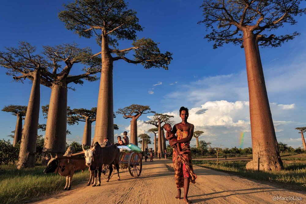 Parques Nacionais de Madagascar: Um Guia para os Amantes da Natureza
