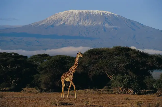 Melhor Época para Conhecer a Tanzânia: Migração dos Animais e Clima Ideal