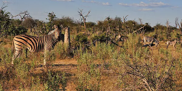 Viagem em Botswana: Tudo Sobre Safáris, Lodges de Luxo e Aventuras no Delta