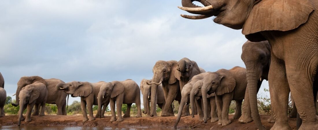 Safári em Botswana: O Guia Definitivo para Ver os Big 5 no Paraíso Africano