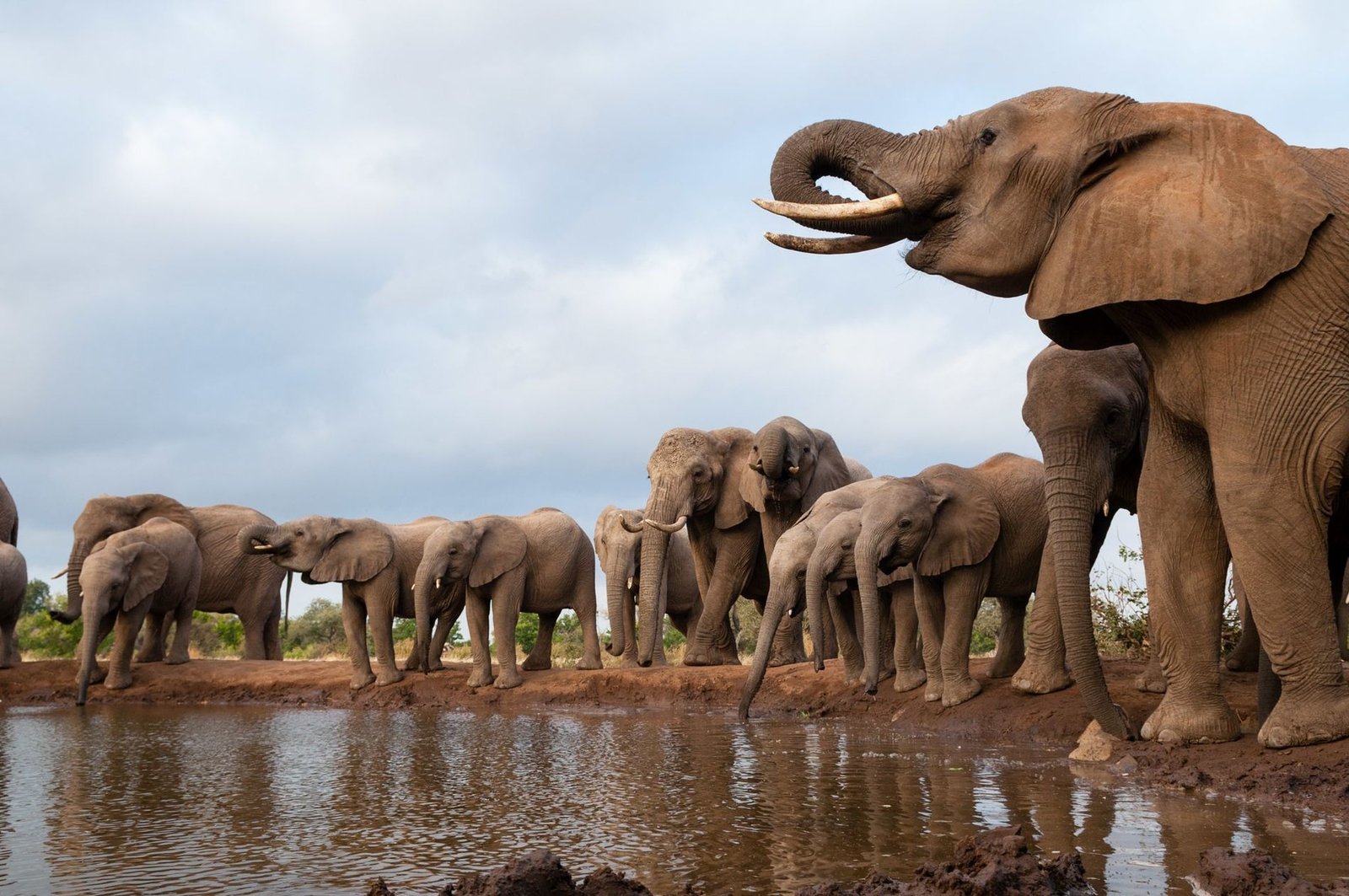 Safári em Botswana: O Guia Definitivo para Ver os Big 5 no Paraíso Africano