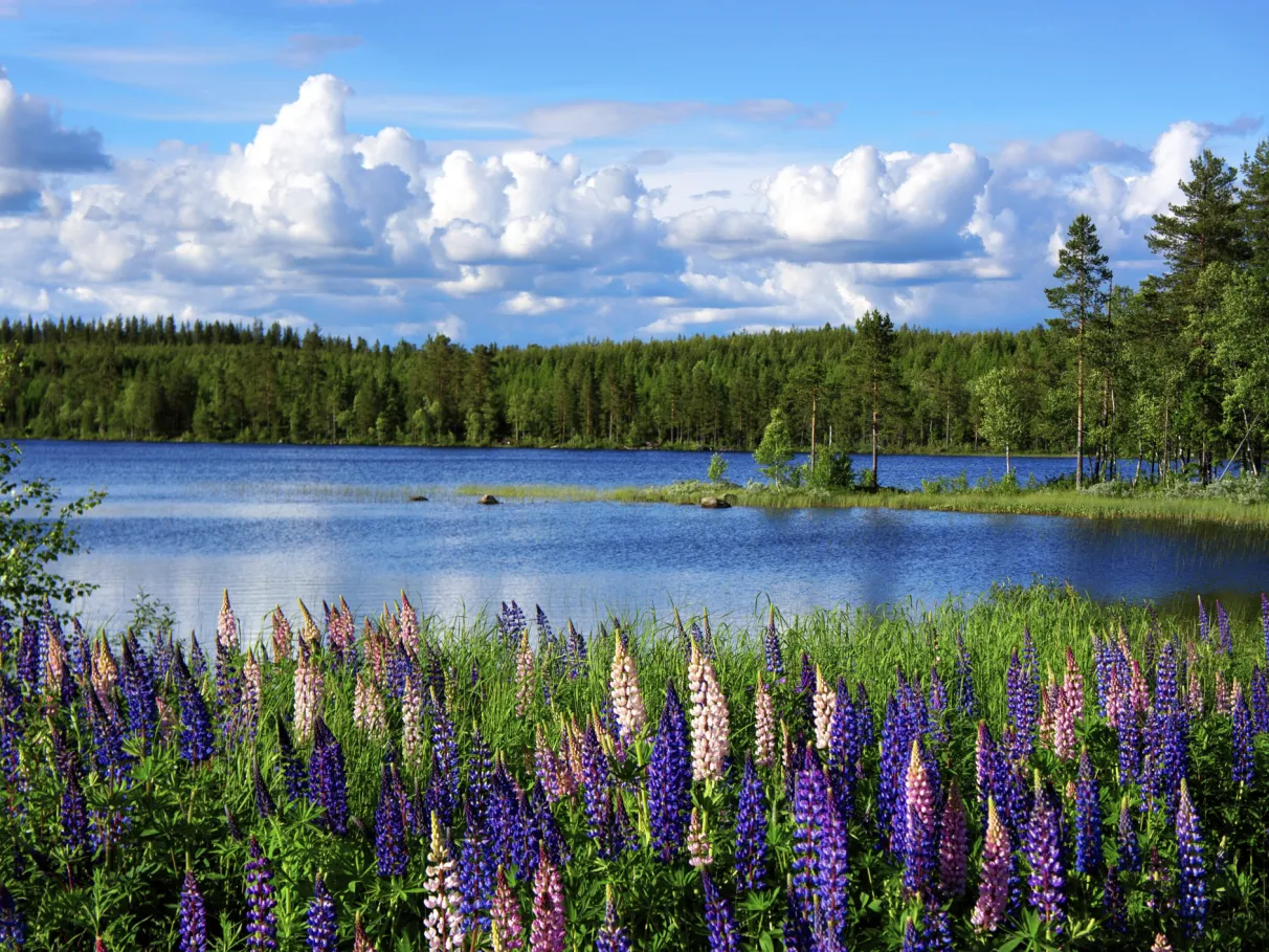 Natureza na Suécia: Trilhas, Parques Nacionais e Cabanas no Wilderness